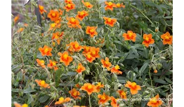 Gartenbaumschule Becker