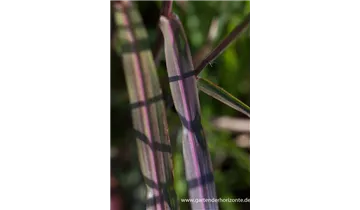 Gartenbaumschule Becker