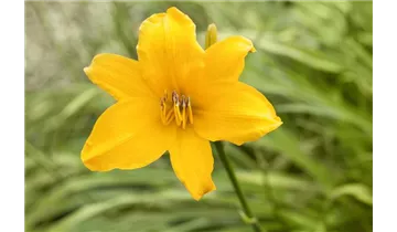 Gartenbaumschule Becker