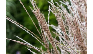 Gartenbaumschule Becker