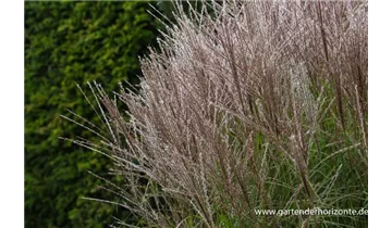 Gartenbaumschule Becker