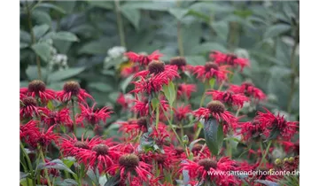 Gartenbaumschule Becker