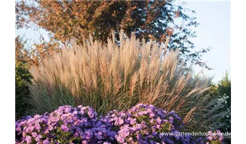 Gartenbaumschule Becker