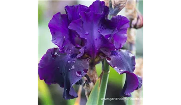 Gartenbaumschule Becker