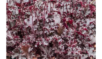 Gartenbaumschule Becker