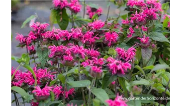 Gartenbaumschule Becker