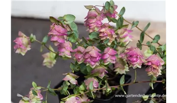 Gartenbaumschule Becker