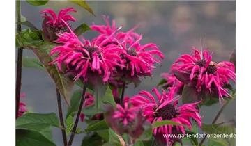 Gartenbaumschule Becker