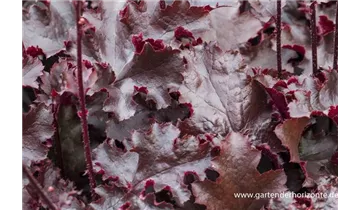 Gartenbaumschule Becker