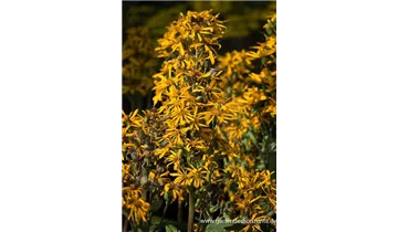 Gartenbaumschule Becker