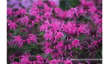 Gartenbaumschule Becker