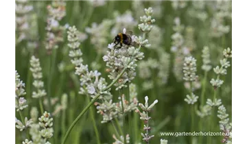 Gartenbaumschule Becker