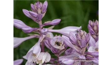 Gartenbaumschule Becker