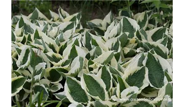 Gartenbaumschule Becker