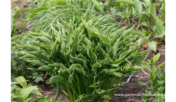 Gartenbaumschule Becker
