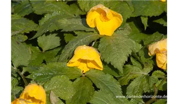 Gartenbaumschule Becker