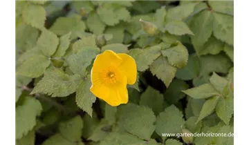 Gartenbaumschule Becker