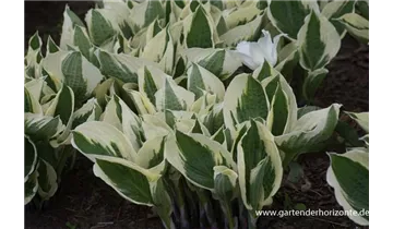 Gartenbaumschule Becker