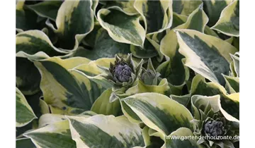 Gartenbaumschule Becker