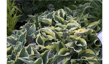 Gartenbaumschule Becker