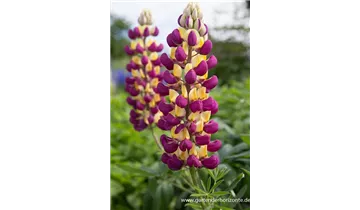 Gartenbaumschule Becker