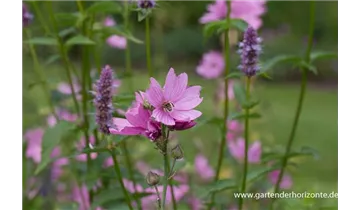 Gartenbaumschule Becker