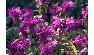 Gartenbaumschule Becker