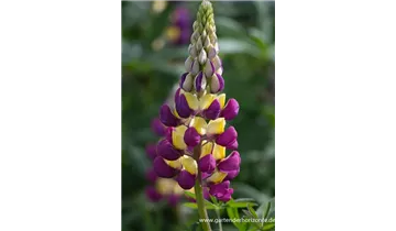 Gartenbaumschule Becker