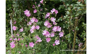 Gartenbaumschule Becker