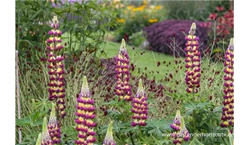 Gartenbaumschule Becker