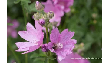 Gartenbaumschule Becker