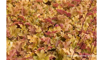 Gartenbaumschule Becker