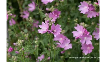 Gartenbaumschule Becker