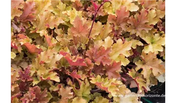 Gartenbaumschule Becker