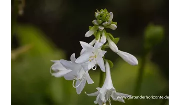 Gartenbaumschule Becker
