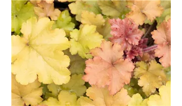 Gartenbaumschule Becker