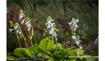 Gartenbaumschule Becker