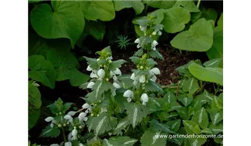 Gartenbaumschule Becker