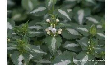 Gartenbaumschule Becker
