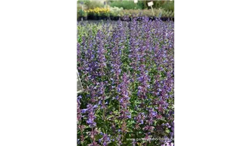 Gartenbaumschule Becker