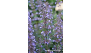 Gartenbaumschule Becker