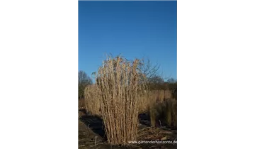 Gartenbaumschule Becker