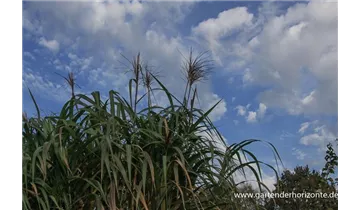 Gartenbaumschule Becker