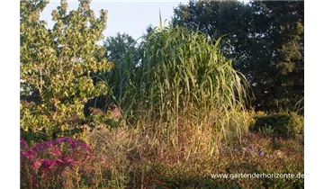 Gartenbaumschule Becker