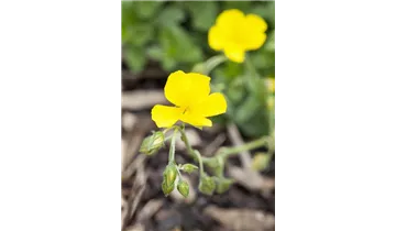 Gartenbaumschule Becker