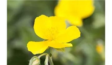 Gartenbaumschule Becker