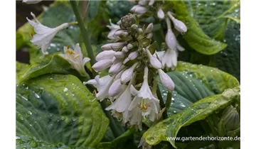 Gartenbaumschule Becker
