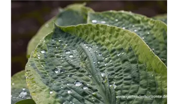 Gartenbaumschule Becker