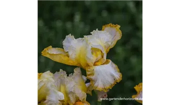 Gartenbaumschule Becker