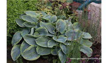 Gartenbaumschule Becker